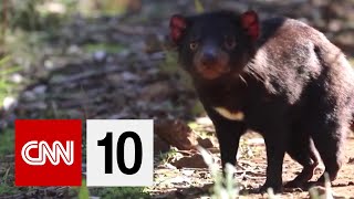 Introducing The Tasmanian Devil [upl. by Mair]