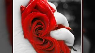 Poemas rosas tristes mix grupo brindis [upl. by Nesyla676]