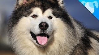 Alaskan Malamute Facts [upl. by Onaireves148]