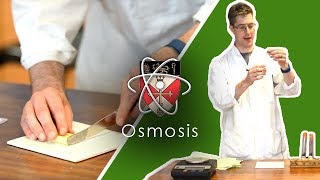 Osmosis  GCSE Science Required Practical [upl. by Otilia13]