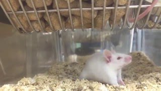 Mice stereotypy  Animal behavior [upl. by Acinoreb]