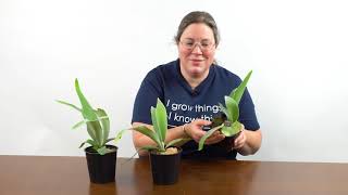 Staghorn Ferns Ask the Grower [upl. by Lucic]