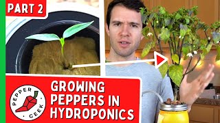 Growing Peppers in Hydroponics Jars  From Seeds to Full Plants Part 2 [upl. by Kallick]