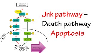 Jnk Pathway [upl. by Ikcin]