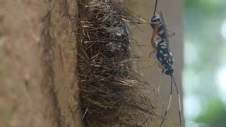 Parasitic wasp laying eggs in the pupa of a moth [upl. by Bradshaw650]