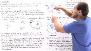 Mechanism of BLymphocytes [upl. by Senior]