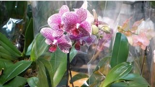 Phalaenopsis Orchids Watering Lighting and Fertilizing [upl. by Attenauqa]