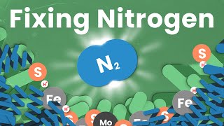 The Most Underrated Chemical Process on Earth｜Nitrogen Fixing [upl. by Viviane]