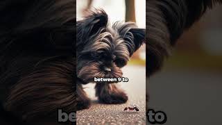 Affenpinscher Breed Facts [upl. by Jyoti]