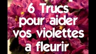 6 trucs pour faire fleurir vos violettes africaines plus souvent [upl. by Gershon75]