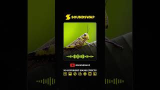 Cricket Sound Effect [upl. by Enoob569]