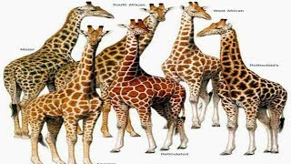 All Giraffes Species  Species List [upl. by Jade976]