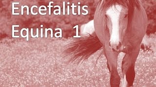 Encefalitis Equina PARTE 1 [upl. by Katha]