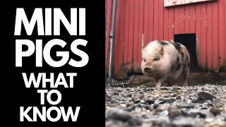 Mini Pot Bellied Pig  Things You NEED To Know Before Buying A Micro Mini Pig [upl. by Lanevuj160]