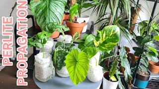 How To Do Perlite Propagation Properly And Its Benefits Rubys Plants [upl. by Chas]