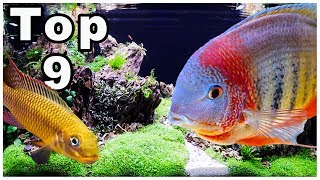 Top 9 Best Cichlids for Community Tanks [upl. by Esoryram24]