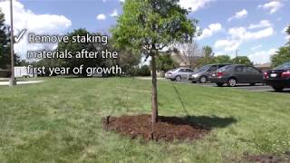 Best Practices  Staking a Tree [upl. by Eldridge]