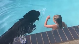 Newfoundland dog displays water rescue instincts [upl. by Laurie632]