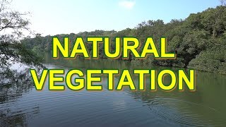 Natural vegetation in India  Class 9 and 11 NCERT [upl. by Dodwell]