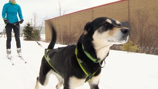 Winter sport skijoring combines dogs and skiing [upl. by Janetta]