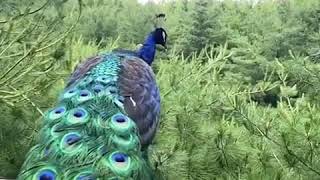 Flying Peacock Compilation [upl. by Enayr]