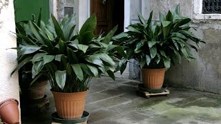 Aspidistra características y cuidados  Jardinería [upl. by Clemente123]