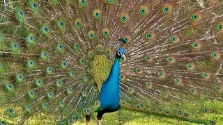 Peacock flying and peacock sound [upl. by Gerstner]