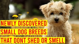 10 Newly Discovered Small Dog Breeds That Dont Shed Or Smell [upl. by Millicent]