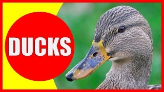 DUCK Facts for Children  Information About Ducks for Kids  Learn About Ducklings  Kiddopedia [upl. by Araet]