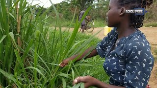 Village life in Uganda AFRICA [upl. by Bloxberg386]