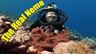 Anemonefish and Clownfish The Real Nemo HD  JONATHAN BIRDS BLUE WORLD [upl. by Brout]