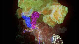 Bacterial ribosome translating RNA into protein [upl. by Llerot]