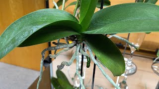 HOW TO GROW ORCHIDS WITHOUT SOIL [upl. by Ahterod]