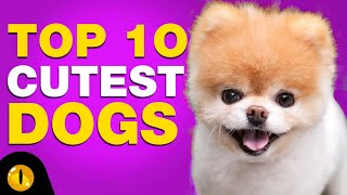 TOP 10 CUTEST DOG BREEDS [upl. by Hauck11]