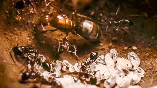 Best Of Ants  BBC Earth [upl. by Ffilc]