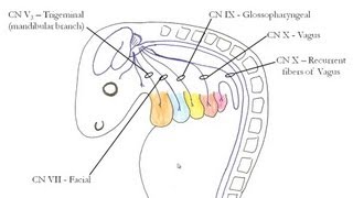 Medical Embryology  Development of the Pharyngeal Arches [upl. by Betthel2]