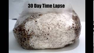 30 Day 5Grain Spawn Bag Time Lapse [upl. by Eelrehpotsirhc992]