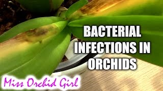 Orchid Disease  Bacterial Brown Rot spotting treating and preventing [upl. by Kerk132]