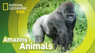 Gorilla Diet and Feeding Habits [upl. by Kcirdnekel]