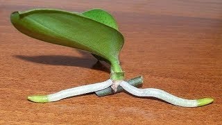 How to Grow Orchids from Stem Cuttings [upl. by Eimilb]