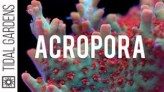 Acropora Coral Care Tips [upl. by Holt]