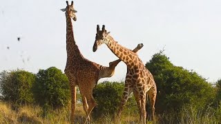 Funniest Giraffes Fighting Ever [upl. by Tarrah2]