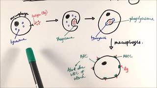 AS Biology  Phagocytosis OCR A Chapter 125 [upl. by Gallard938]