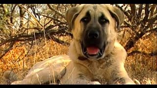 Turkish Dog Kangal protects African sheeps  Anatolian Guard Dog [upl. by Annayar]