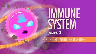 Immune System Part 3 Crash Course Anatomy amp Physiology 47 [upl. by Arek653]