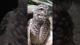 Burrowing Owl Sounds 🩶 [upl. by Sakmar]