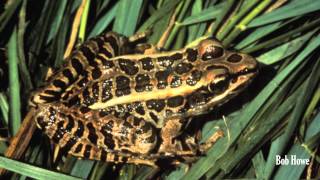 Pickerel Frog Lithobates palustris [upl. by Bernardo764]