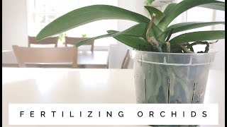 how to fertilize orchids [upl. by Fassold698]