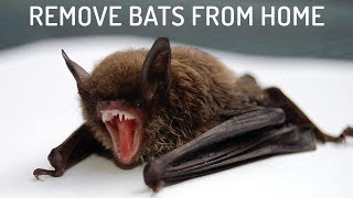 9 Easiest Ways to Get Rid of Bats [upl. by Lemuel]