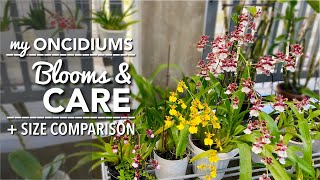 ONCIDIUM ORCHIDS Blooms amp Care  How To Water amp Fertilize Oncidiums  Medium Pot amp Size Comparison [upl. by Becki]